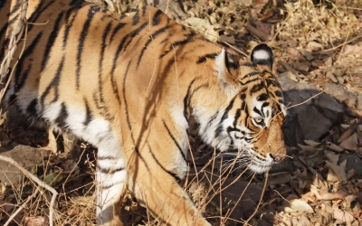 Tiger_005002.jpg